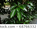 Wood nature bark mysterious 68766332