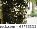 Wood nature bark mysterious 68766333