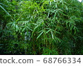 Wood nature bark mysterious 68766334