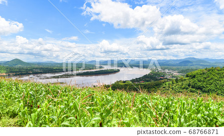 Green corn field in plantation agriculture Asian Green corn field in plantation agriculture Asian 68766871