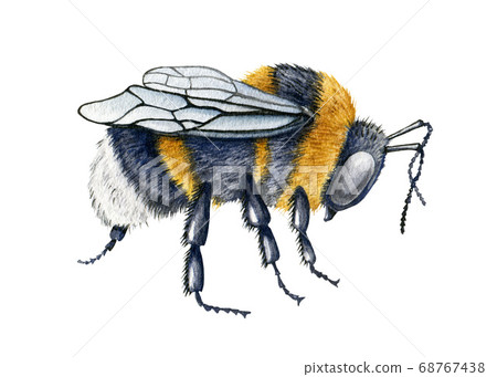 Bumblebee close up watercolor illustration. Bumblebee close up watercolor illustration. 68767438