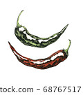 Hand-drawn watercolor image of hot pepper. JPEG 68767517