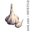 Hand-drawn watercolor image of garlic. Jpeg only 68767518