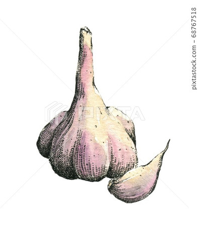 Hand-drawn watercolor image of garlic. Jpeg only Hand-drawn watercolor image of garlic. Jpeg only 68767518