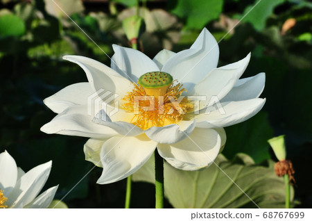 A white ancient lotus flower that blooms in the morning sun A white ancient lotus flower that blooms in the morning sun 68767699