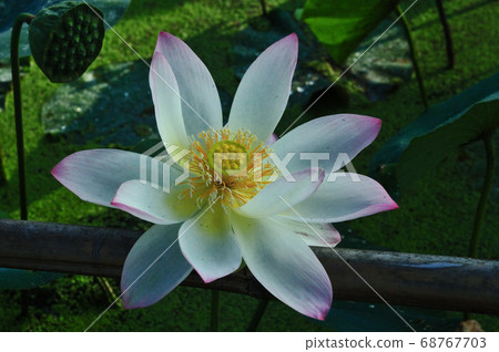 Large white ancient lotus flower Large white ancient lotus flower 68767703
