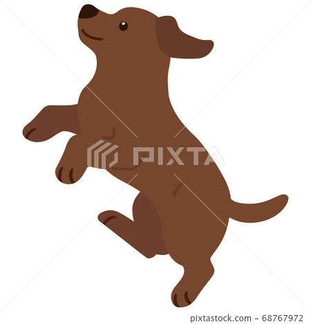 Cute chocolate labrador jumping without main line 68767972