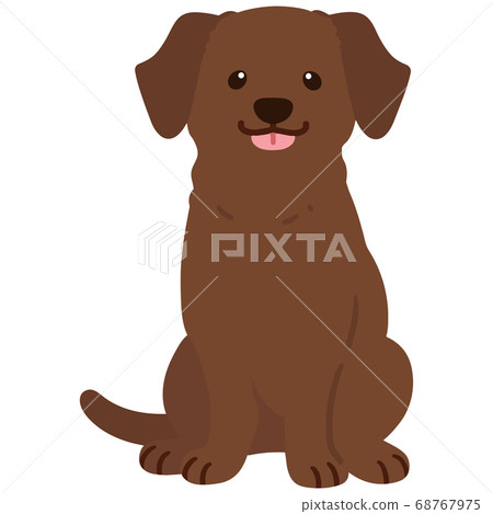 A cute chocolate-colored Labrador to sit on, no front line 68767975