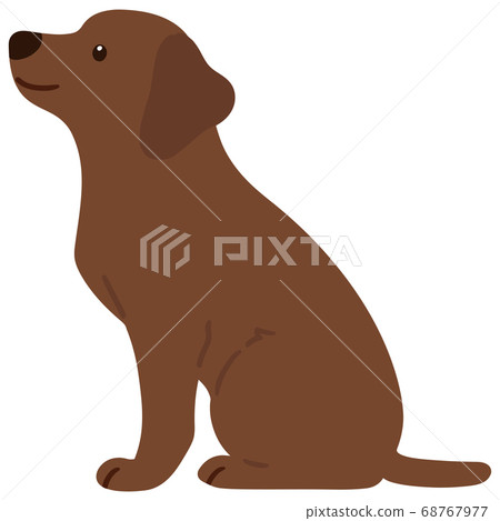 A cute chocolate-colored Labrador to sit sideways without the main line 68767977