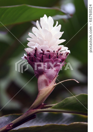 Flower from the jungle. Tropical rainforest, Flower from the jungle. Tropical rainforest, 68768024