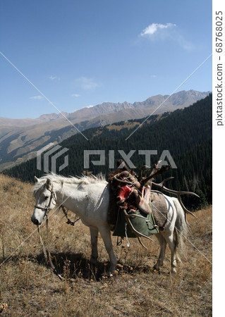 White horse with  trophy deer after  hunt in the mountains 68768025