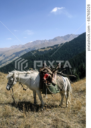 Horse with maral trophy on a mountain pass. Horse with maral trophy on a mountain pass. 68768026