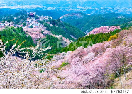 吉野山的淺草櫻和城市景觀的春天（奈良縣吉野區吉野市）2020年4月 68768187