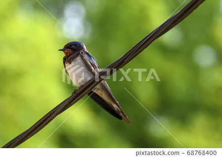 A child of the swallow 68768400