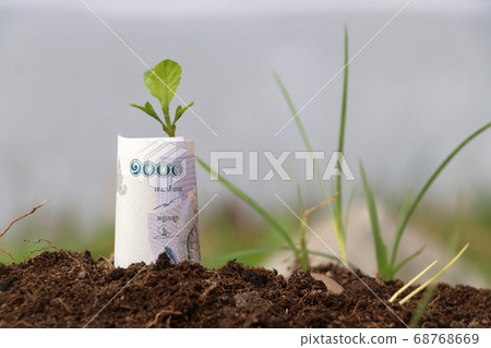 Rolled banknote money one thousand Cambodian Riel and young plant grow up from the soil. 68768669