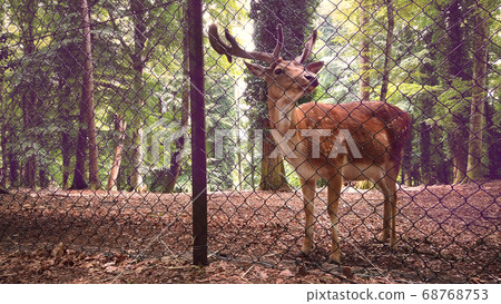 animal rights activism - deer reserve stag background behind pens fence welfare 68768753
