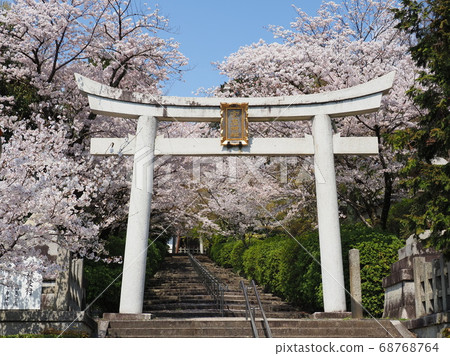 Kyoto Higashiyama Munechu Shrine cherry blossoms 68768764