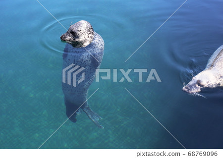 海豹游泳 68769096