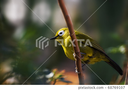 Silvereye small bird 68769107
