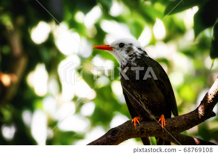 Madagascar Bulbul on a tree branch Madagascar Bulbul on a tree branch 68769108