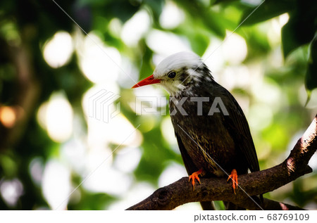 Madagascar Bulbul on a tree branch 68769109