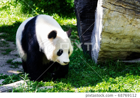 Giant Panda in the grass Giant Panda in the grass 68769112