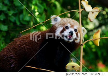 red panda on a tree red panda on a tree 68769115