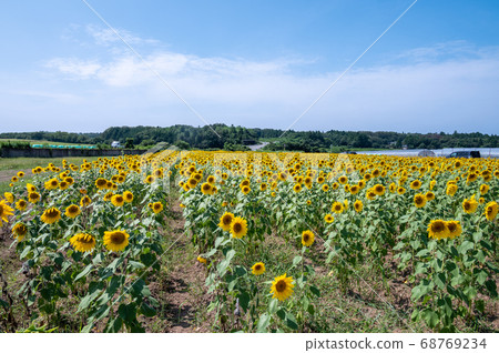 超過25萬朵向日葵在夏日的天空中發光（福井縣Sa市北山） 68769234