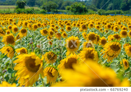 More than 250,000 sunflowers that shine in the summer sky (Northern Hills of Sakai City, Fukui Prefecture) 68769240
