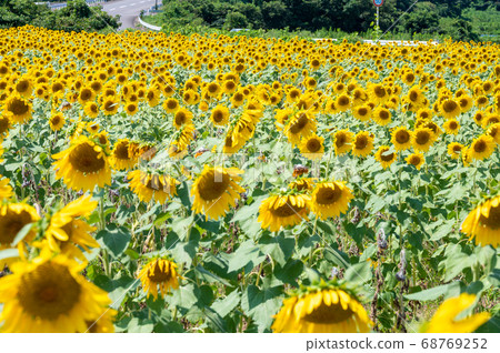 More than 250,000 sunflowers that shine in the summer sky (Northern Hills of Sakai City, Fukui Prefecture) 68769252