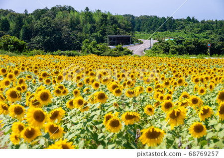 超過25萬朵向日葵在夏日的天空中發光（福井縣Sa市北山） 68769257