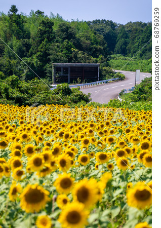 More than 250,000 sunflowers that shine in the summer sky (Northern Hills of Sakai City, Fukui Prefecture) More than 250,000 sunflowers that shine in the summer sky (Northern Hills of Sakai City, Fukui Prefecture) 68769259