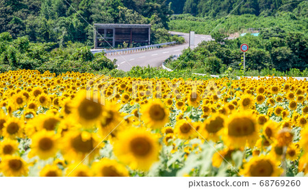 More than 250,000 sunflowers that shine in the summer sky (Northern Hills of Sakai City, Fukui Prefecture) 68769260