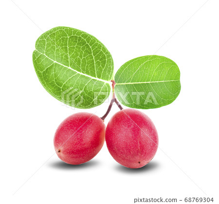 Carissa carandas Linn,Karanda, Carunda isolated on Carissa carandas Linn,Karanda, Carunda isolated on 68769304