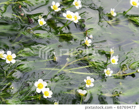 地藏河及其在清澈的河內市荒井的“梅花”盛開的風景 68769477