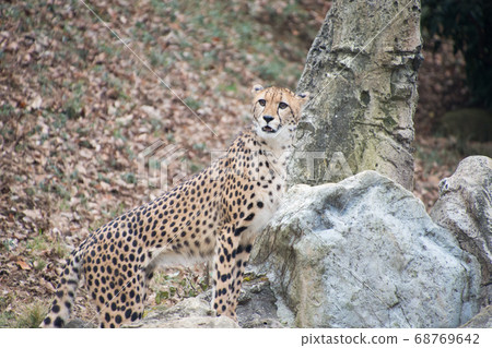 Rocky cheetah Rocky cheetah 68769642