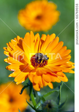 Orange marigold flower with a sitting bee Orange marigold flower with a sitting bee 68769938