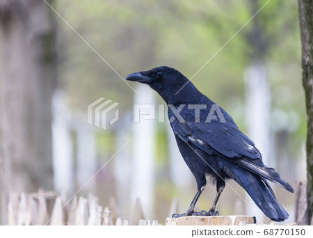 Black raven is sitting on a fence post 68770150