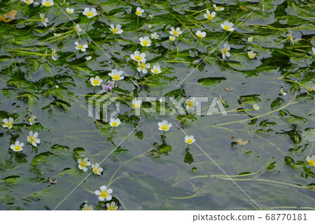 地藏河及其在清澈的河內市荒井的“梅花”盛開的風景 地藏河及其在清澈的河內市荒井的“梅花”盛開的風景 68770181