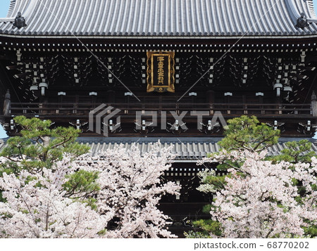 Kyoto Higashiyama cherry blossoms at Kinkai Komyoji Temple Kyoto Higashiyama cherry blossoms at Kinkai Komyoji Temple 68770202