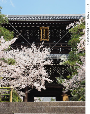 Kyoto Higashiyama cherry blossoms at Kinkai Komyoji Temple Kyoto Higashiyama cherry blossoms at Kinkai Komyoji Temple 68770203