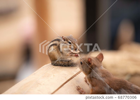 Chipmunk biting a nut Chipmunk biting a nut 68770306