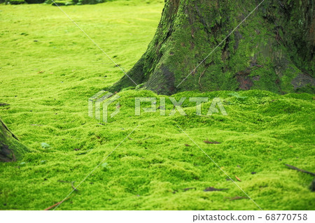 Hiraizumiji Hakusan Shrine Moss Garden Hiraizumiji Hakusan Shrine Moss Garden 68770758