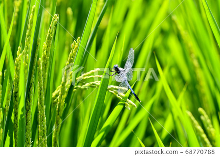 鹽卡拉通博 68770788