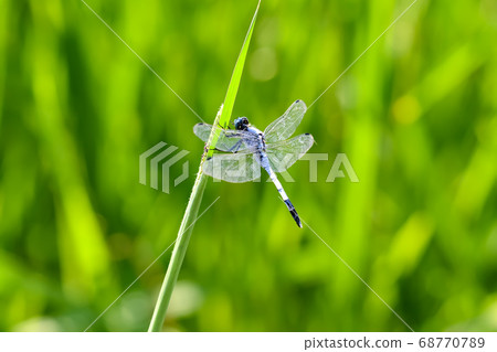 鹽卡拉通博 68770789