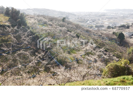 Southern Bairin in full bloom, Nanbu-cho, Hidaka-gun, Wakayama 68770937