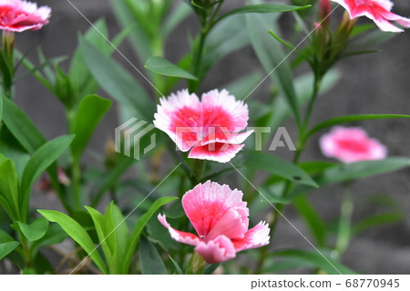 Nadeshiko粉紅色 Nadeshiko粉紅色 68770945