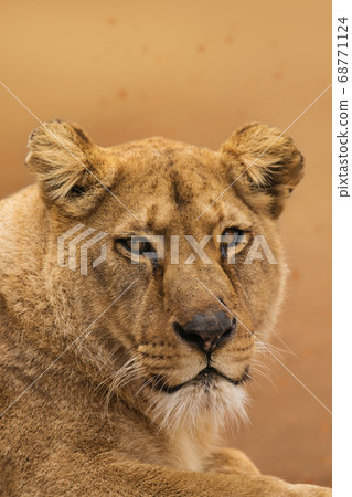 Portrait of a female lion starring Portrait of a female lion starring 68771124