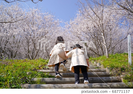 櫻花盛開 68771137