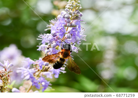 切葉蜂sculpturalis 切葉蜂sculpturalis 68771259